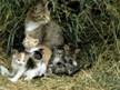 http://gijoh.com/wp-content/uploads/2011/05/cat-with-kittens-hidden-in-hay.jpg